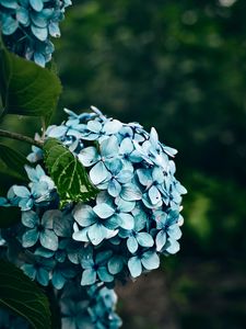 Preview wallpaper hydrangea, flowers, bushes, petals, blue