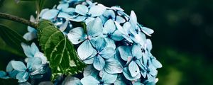 Preview wallpaper hydrangea, flowers, bushes, petals, blue