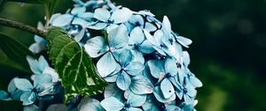 Preview wallpaper hydrangea, flowers, bushes, petals, blue