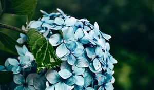 Preview wallpaper hydrangea, flowers, bushes, petals, blue