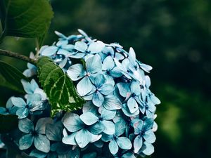 Preview wallpaper hydrangea, flowers, bushes, petals, blue