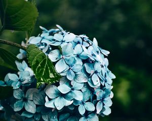 Preview wallpaper hydrangea, flowers, bushes, petals, blue