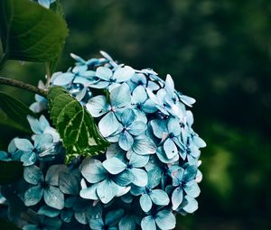 Preview wallpaper hydrangea, flowers, bushes, petals, blue