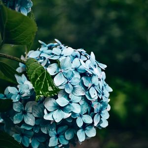 Preview wallpaper hydrangea, flowers, bushes, petals, blue