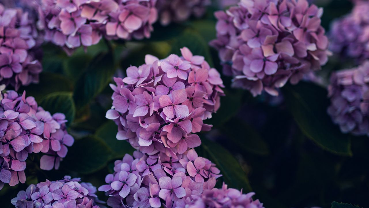 Wallpaper hydrangea, flowers, bushes, leaves, purple