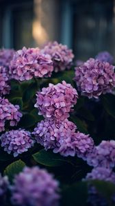 Preview wallpaper hydrangea, flowers, bushes, leaves, purple