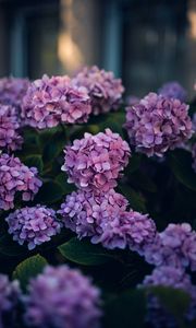 Preview wallpaper hydrangea, flowers, bushes, leaves, purple