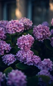 Preview wallpaper hydrangea, flowers, bushes, leaves, purple