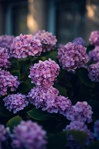 Preview wallpaper hydrangea, flowers, bushes, leaves, purple