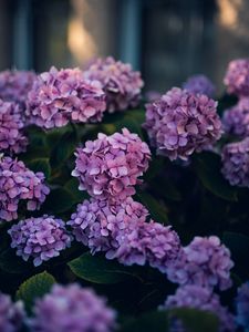 Preview wallpaper hydrangea, flowers, bushes, leaves, purple