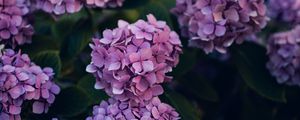 Preview wallpaper hydrangea, flowers, bushes, leaves, purple