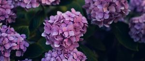 Preview wallpaper hydrangea, flowers, bushes, leaves, purple