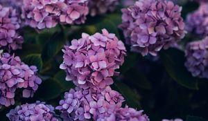 Preview wallpaper hydrangea, flowers, bushes, leaves, purple