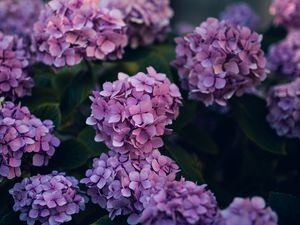 Preview wallpaper hydrangea, flowers, bushes, leaves, purple