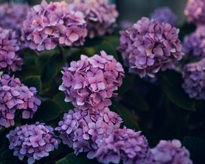 Preview wallpaper hydrangea, flowers, bushes, leaves, purple