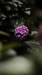 Preview wallpaper hydrangea, flowers, bushes, leaves, macro