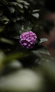 Preview wallpaper hydrangea, flowers, bushes, leaves, macro