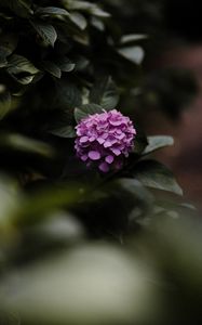 Preview wallpaper hydrangea, flowers, bushes, leaves, macro