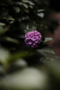 Preview wallpaper hydrangea, flowers, bushes, leaves, macro