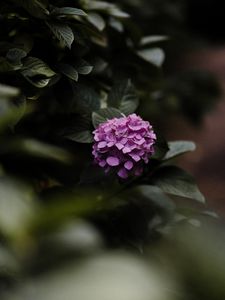 Preview wallpaper hydrangea, flowers, bushes, leaves, macro