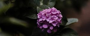 Preview wallpaper hydrangea, flowers, bushes, leaves, macro