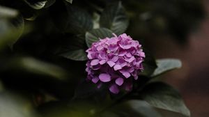 Preview wallpaper hydrangea, flowers, bushes, leaves, macro