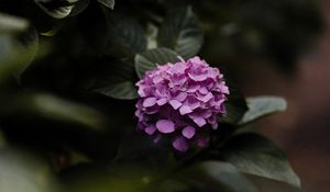 Preview wallpaper hydrangea, flowers, bushes, leaves, macro