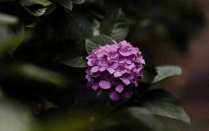 Preview wallpaper hydrangea, flowers, bushes, leaves, macro