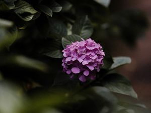 Preview wallpaper hydrangea, flowers, bushes, leaves, macro