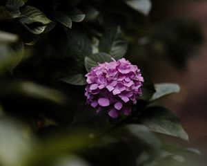 Preview wallpaper hydrangea, flowers, bushes, leaves, macro