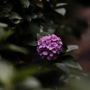 Preview wallpaper hydrangea, flowers, bushes, leaves, macro