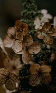 Preview wallpaper hydrangea, flowers, dry, brown, macro, plant