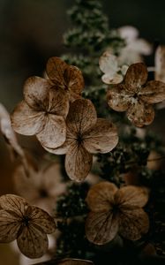 Preview wallpaper hydrangea, flowers, dry, brown, macro, plant