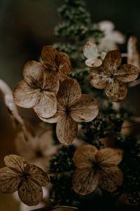 Preview wallpaper hydrangea, flowers, dry, brown, macro, plant