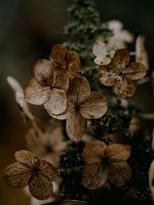 Preview wallpaper hydrangea, flowers, dry, brown, macro, plant