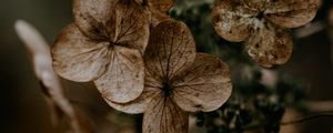 Preview wallpaper hydrangea, flowers, dry, brown, macro, plant