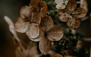 Preview wallpaper hydrangea, flowers, dry, brown, macro, plant