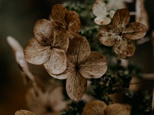 Preview wallpaper hydrangea, flowers, dry, brown, macro, plant