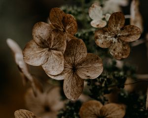 Preview wallpaper hydrangea, flowers, dry, brown, macro, plant