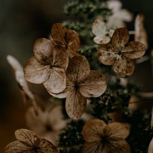 Preview wallpaper hydrangea, flowers, dry, brown, macro, plant