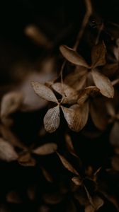 Preview wallpaper hydrangea, flowers, dry, brown, macro