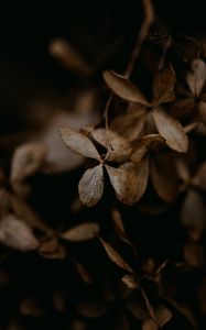 Preview wallpaper hydrangea, flowers, dry, brown, macro