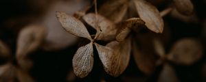 Preview wallpaper hydrangea, flowers, dry, brown, macro