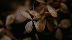 Preview wallpaper hydrangea, flowers, dry, brown, macro