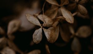 Preview wallpaper hydrangea, flowers, dry, brown, macro