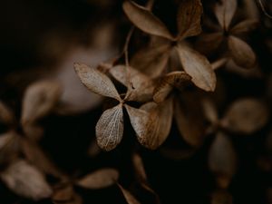 Preview wallpaper hydrangea, flowers, dry, brown, macro