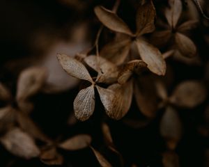 Preview wallpaper hydrangea, flowers, dry, brown, macro
