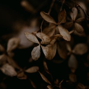 Preview wallpaper hydrangea, flowers, dry, brown, macro