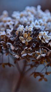 Preview wallpaper hydrangea, flowers, dry, frost, macro