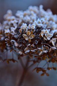 Preview wallpaper hydrangea, flowers, dry, frost, macro